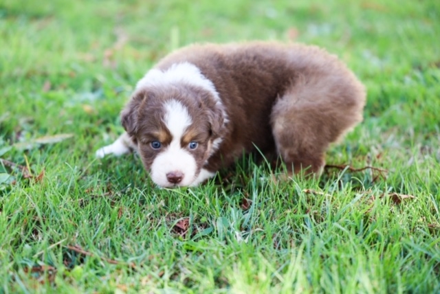 Congratulations to Travis on your second LCA puppy 
